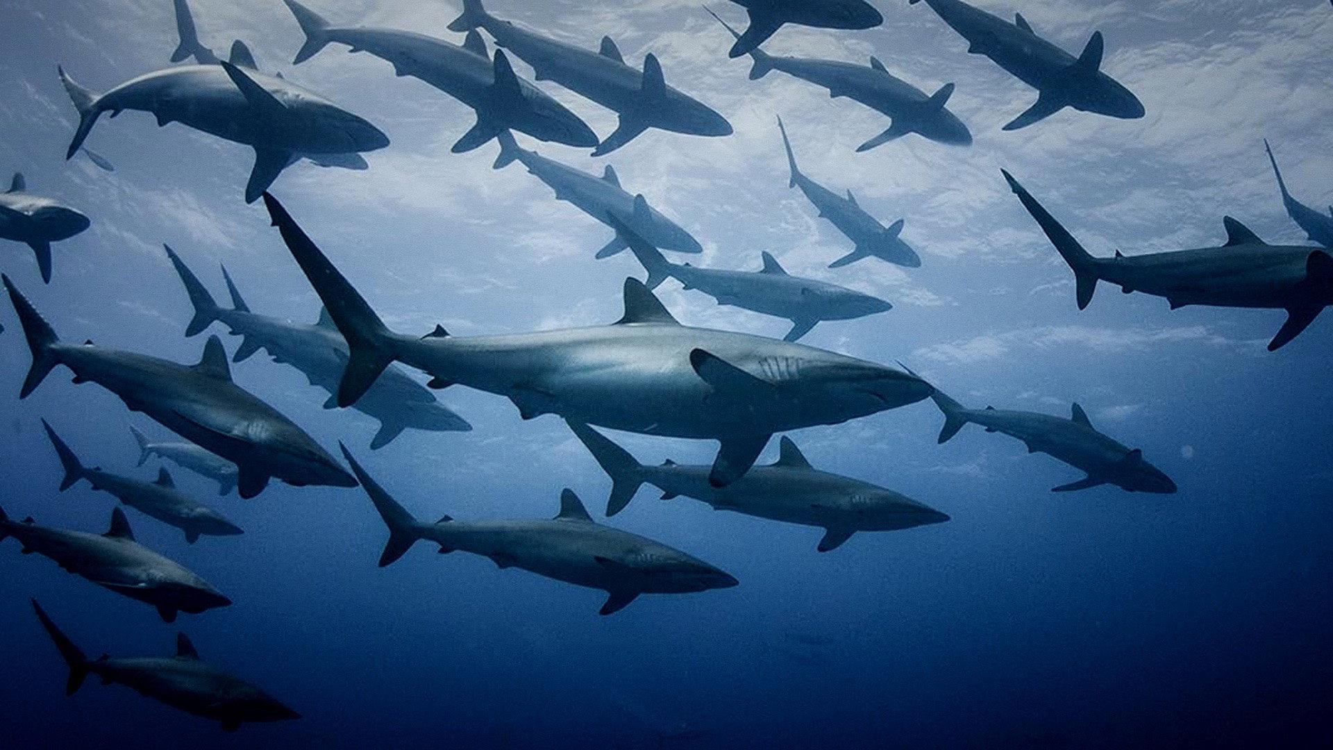 Extinct or Alive: Land of the Lost Sharks 2020 movie scene