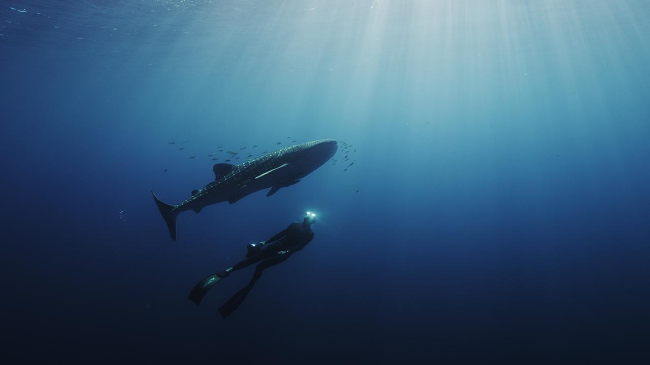 Swimming with Legends 2014 movie scene