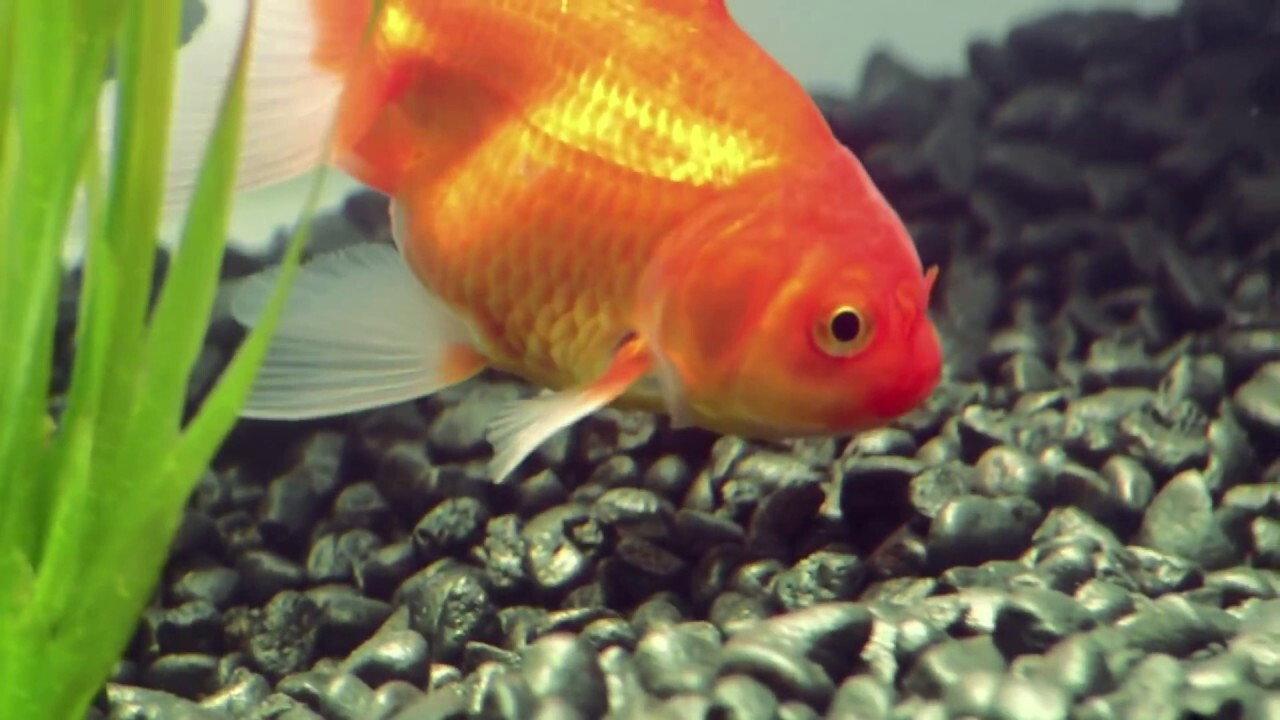 Goldfish 2008 movie scene