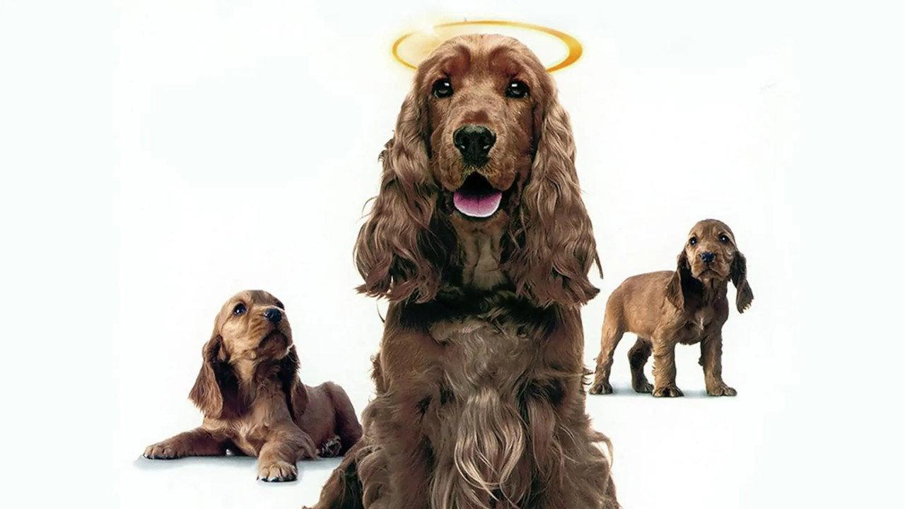 Miracle Dogs Too 2006 movie scene
