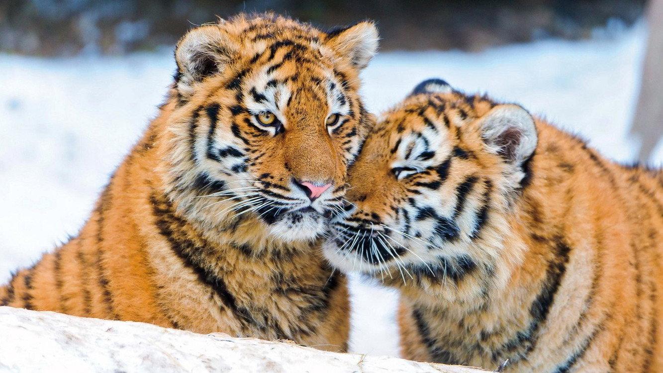 Tigers of the Snow 1997 movie scene