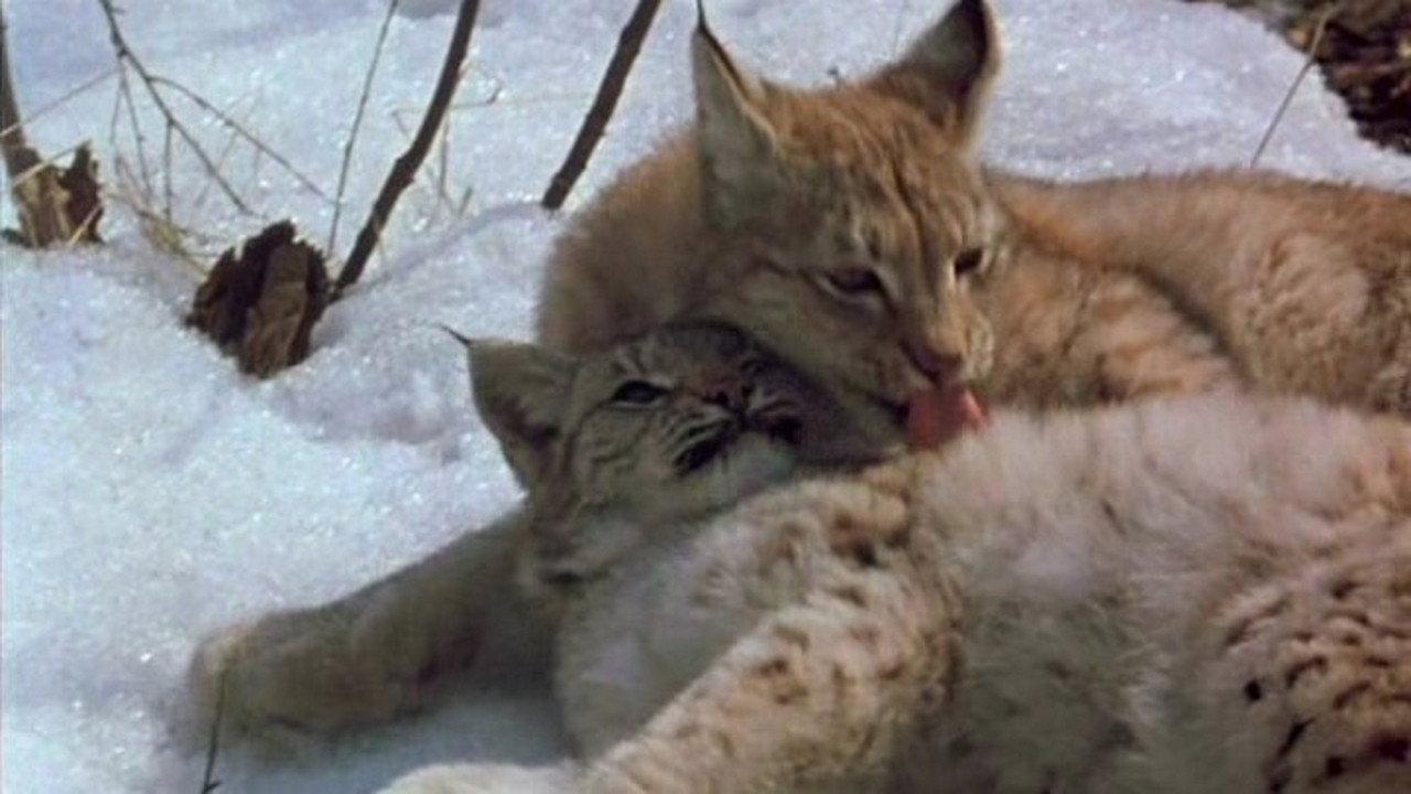 The Lynx Returns 1987 movie scene