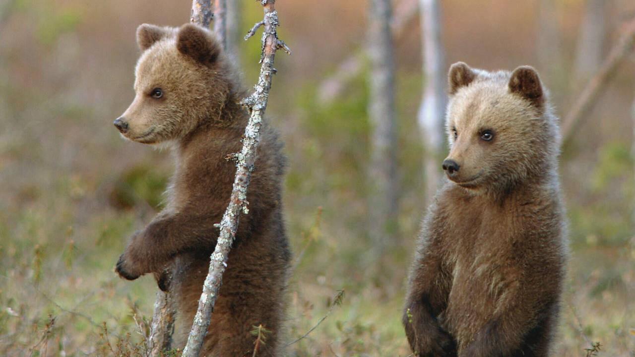 Grandir en pleine nature 2020 movie scene