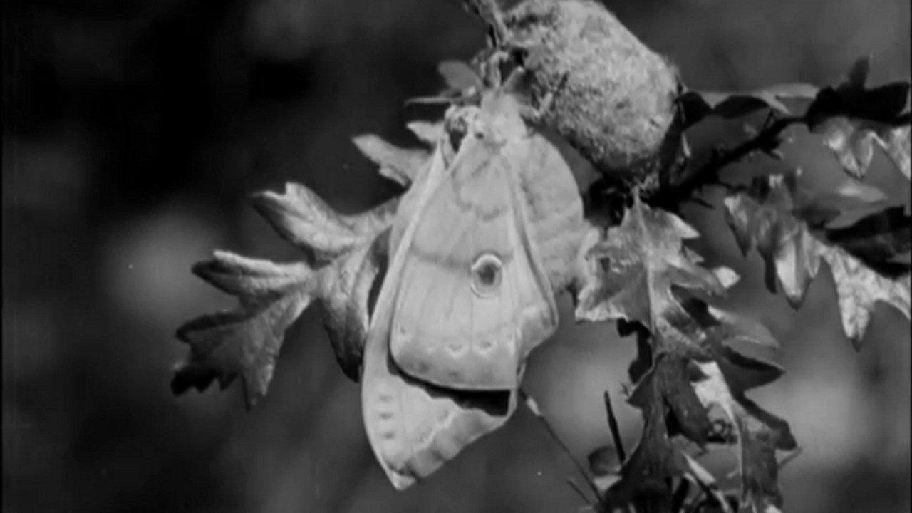 Skilled Insect Artisans 1922 movie scene