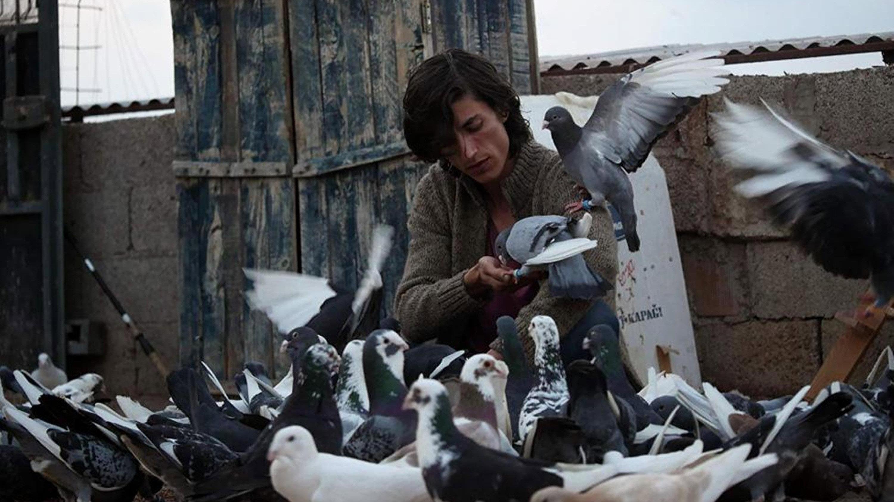 The Pigeon 2018 movie scene