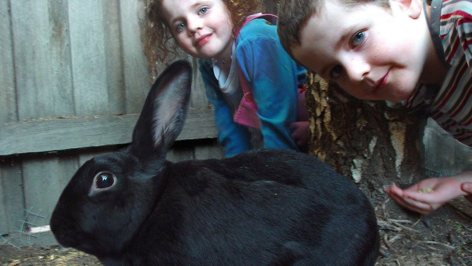 My Rabit Hoppy 2008 movie scene