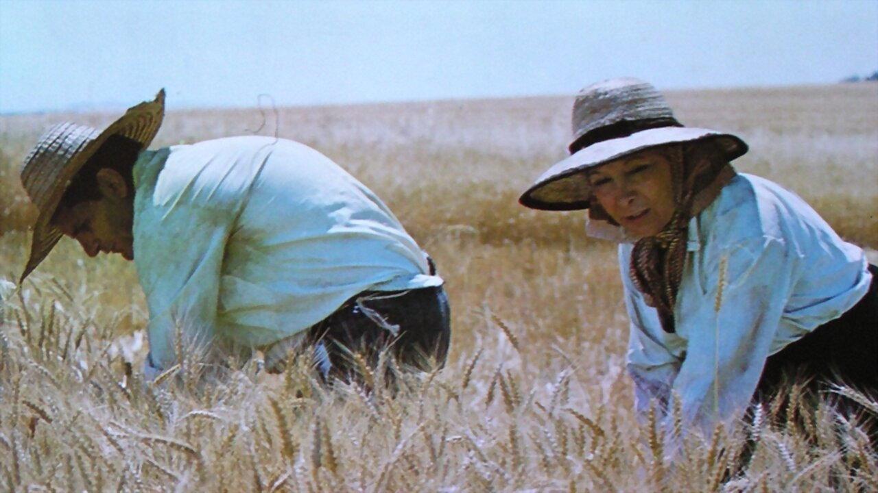 Tierra de rastrojos 1980 movie scene