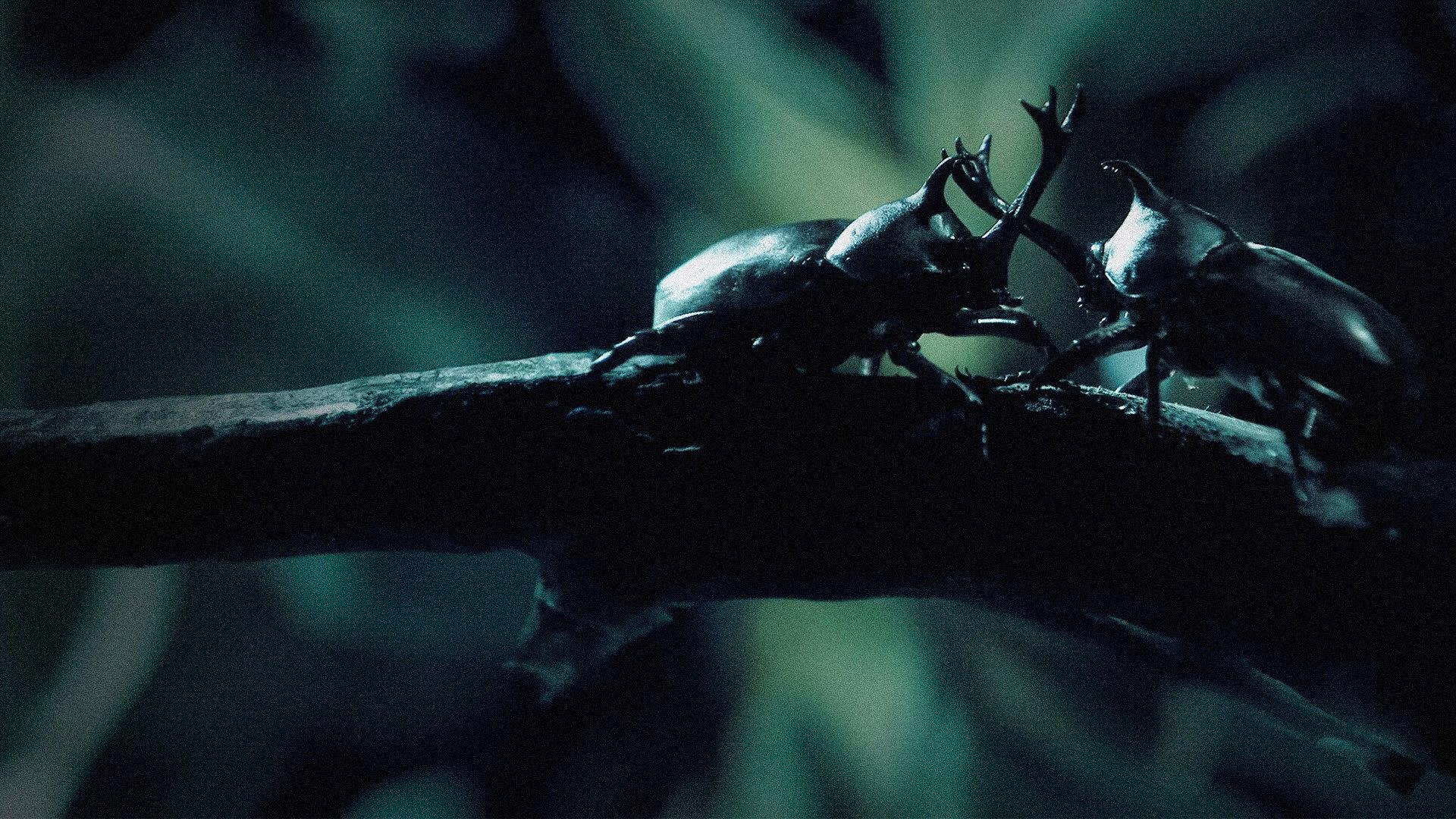 Little Matters: Insects 2015 movie scene