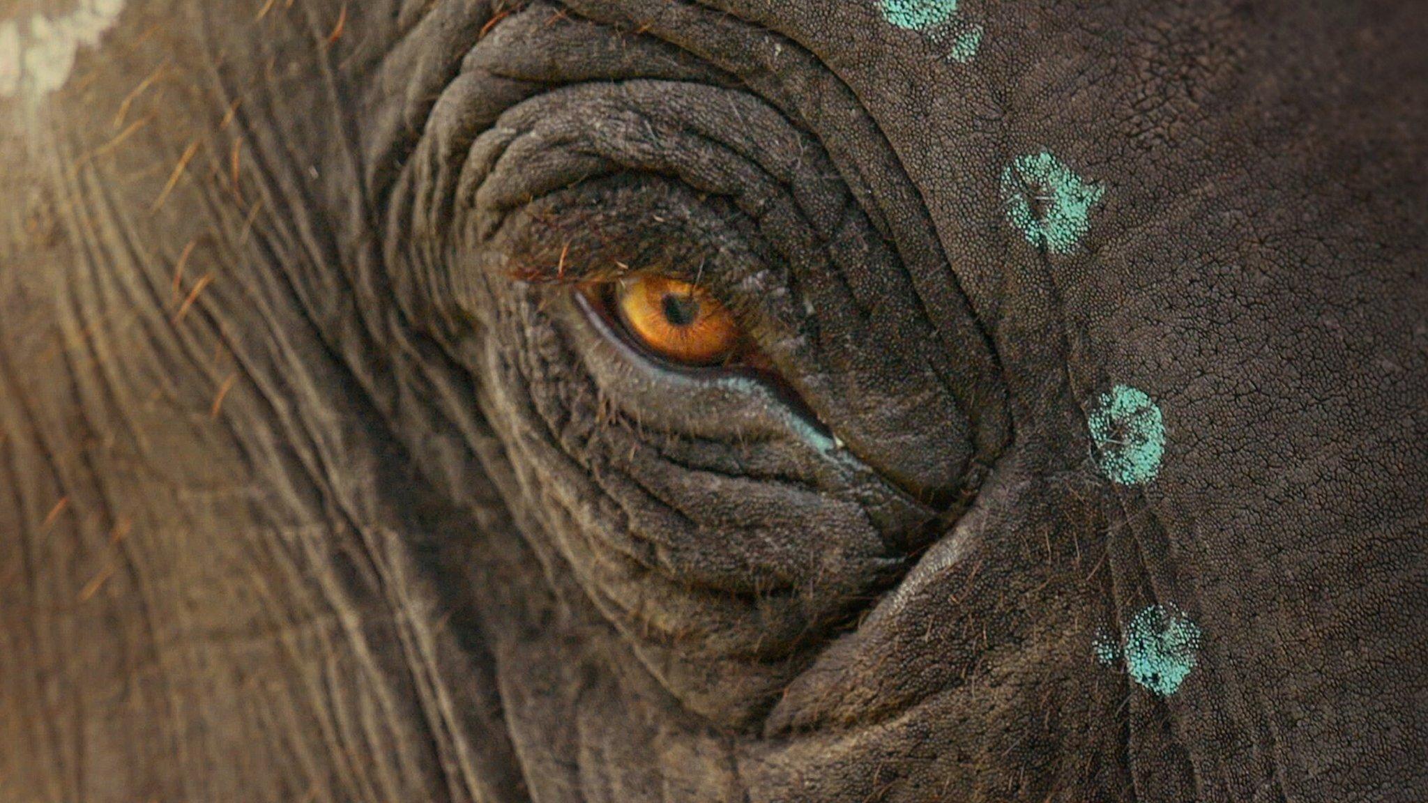 The Elephant Whisperers 2022 movie scene