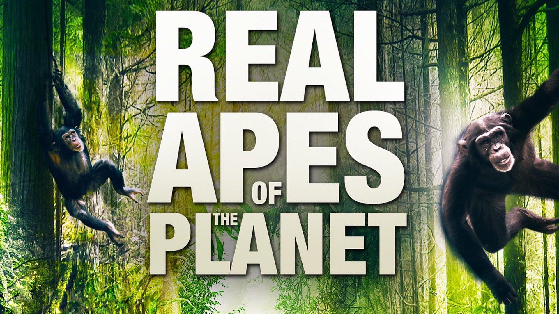 The Real Apes of the Planet 2014 movie scene