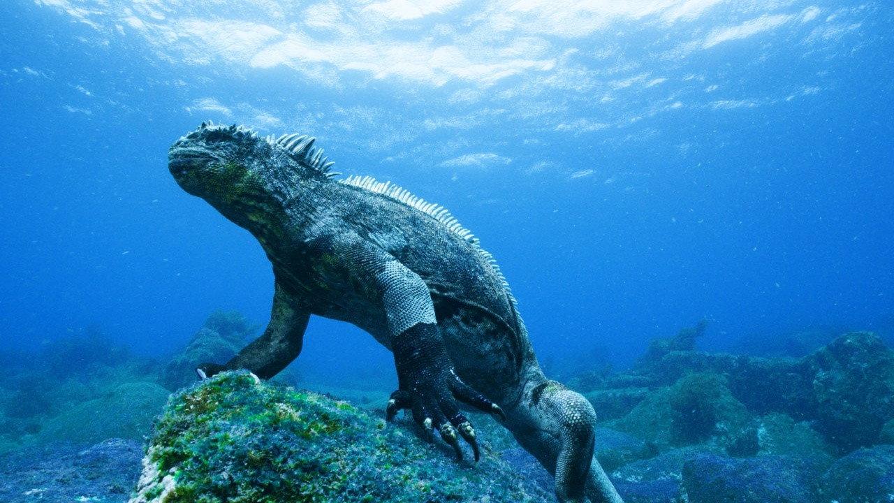 Galapagos 3D: Nature's Wonderland 2014 movie scene