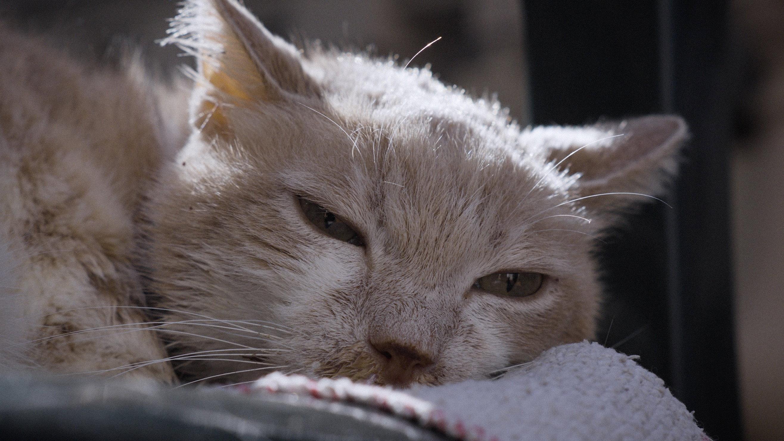 For the Love of Cats 2025 movie scene