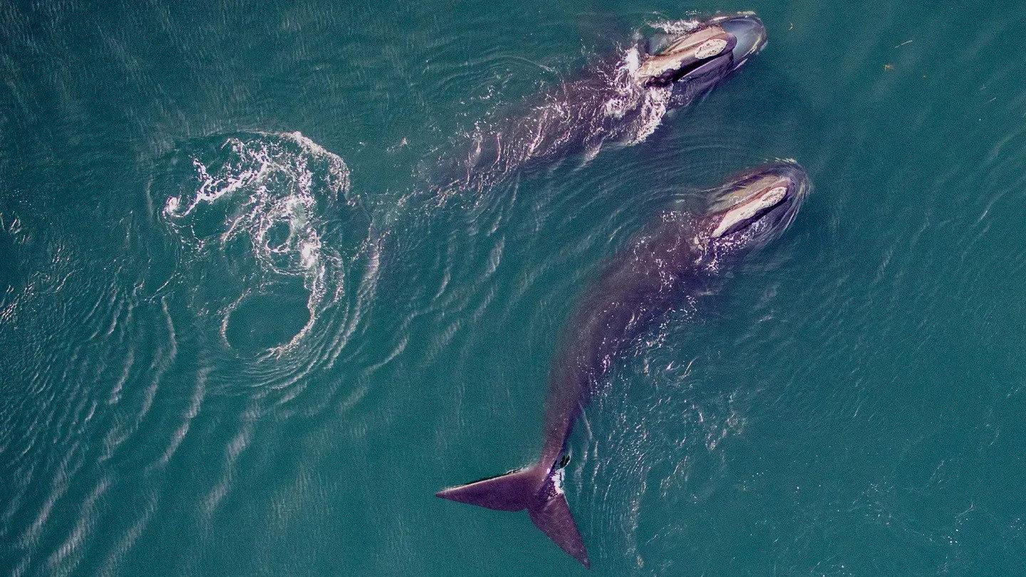 Saving the Right Whale 2023 movie scene