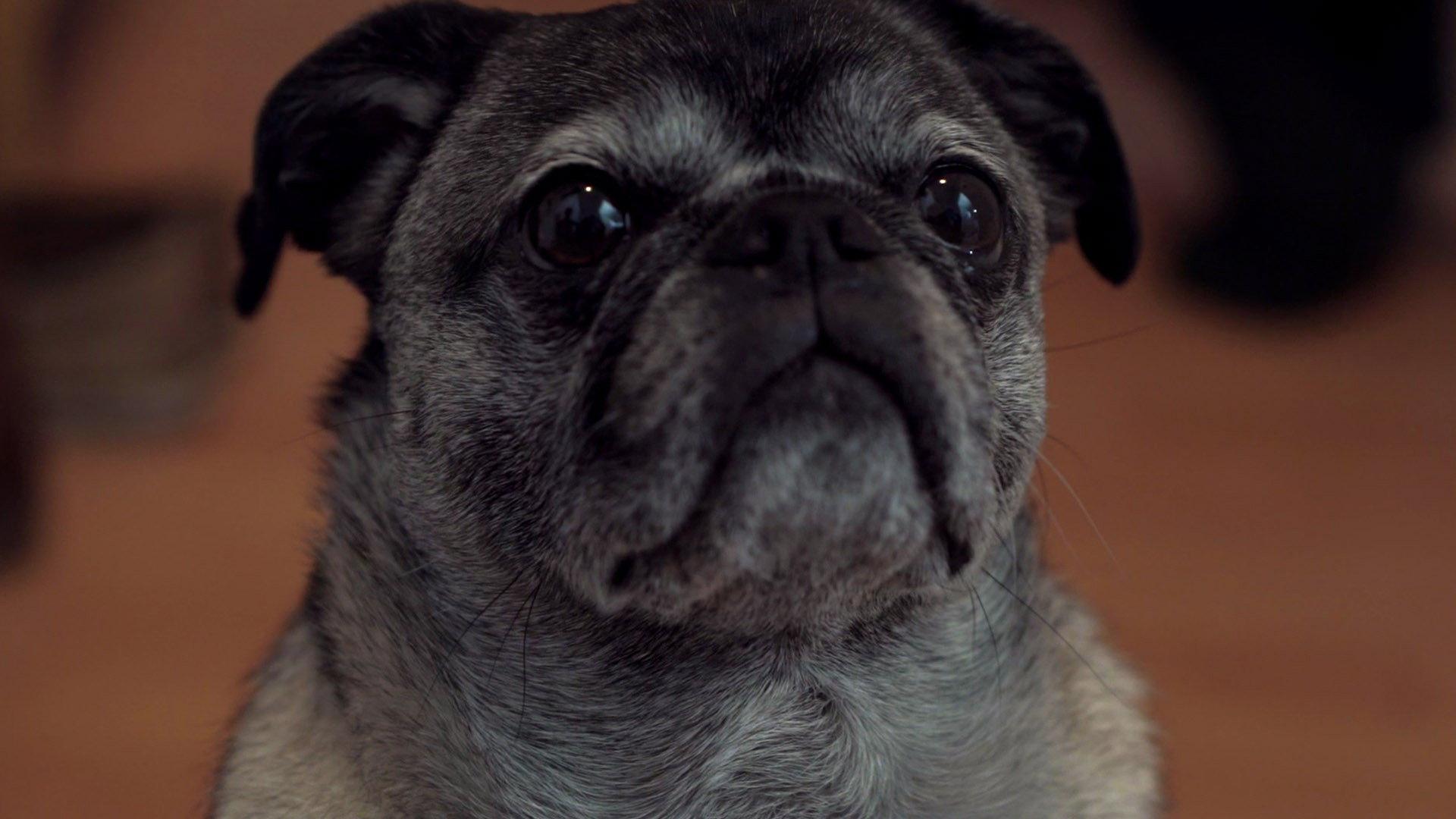Daisy 2016 movie scene