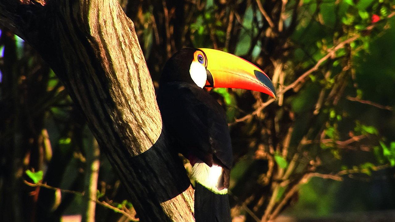 Planet HD South America 2011 movie scene