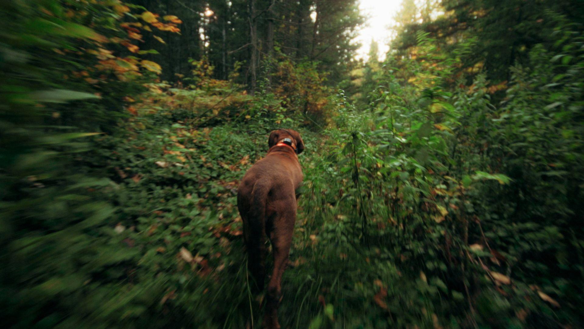 Bloodhound Dog 2024 movie scene