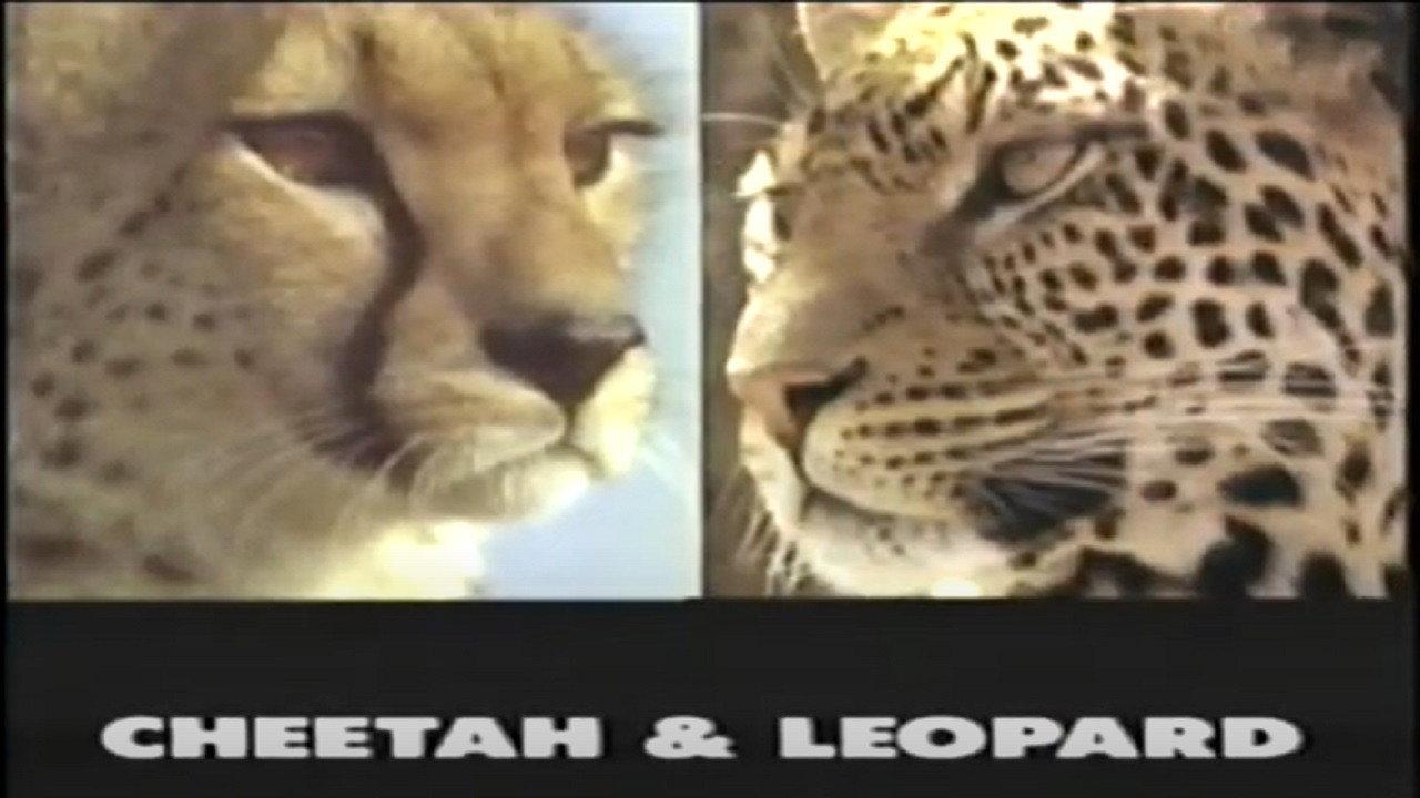 Predators of the Wild: Cheetah and Leopard 1992 movie scene