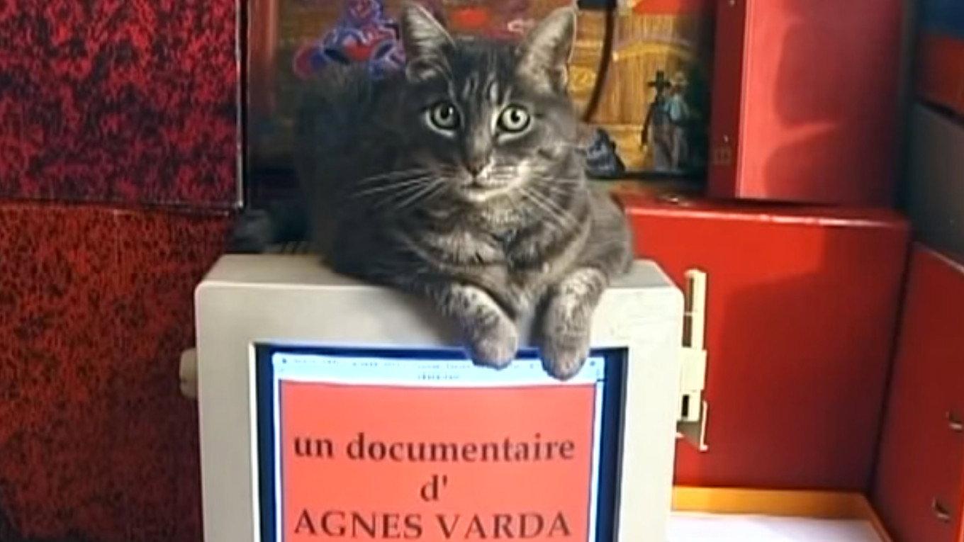 Tribute to Zgougou the Cat 2002 movie scene