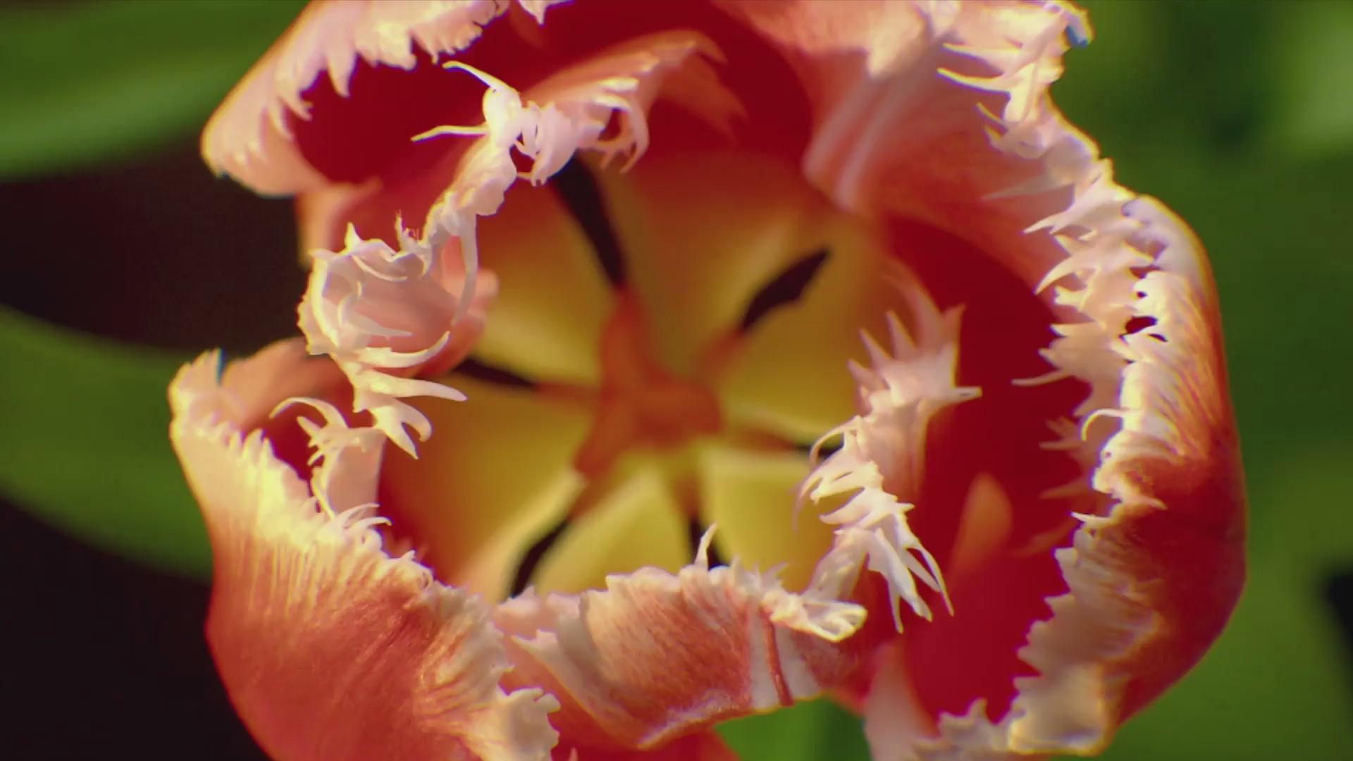 The Tulip Bubble 2013 movie scene