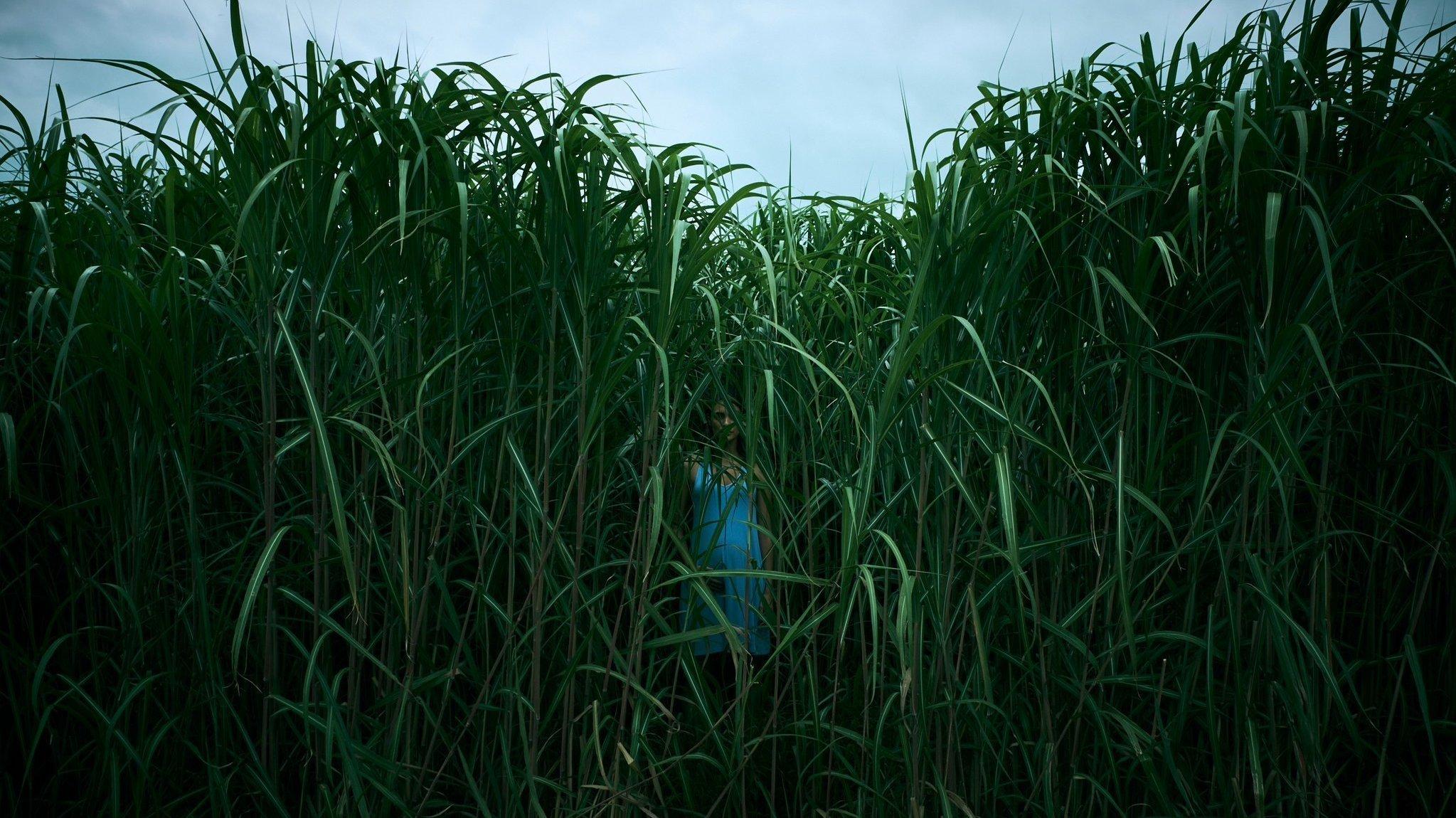 In the Tall Grass 2019 movie scene