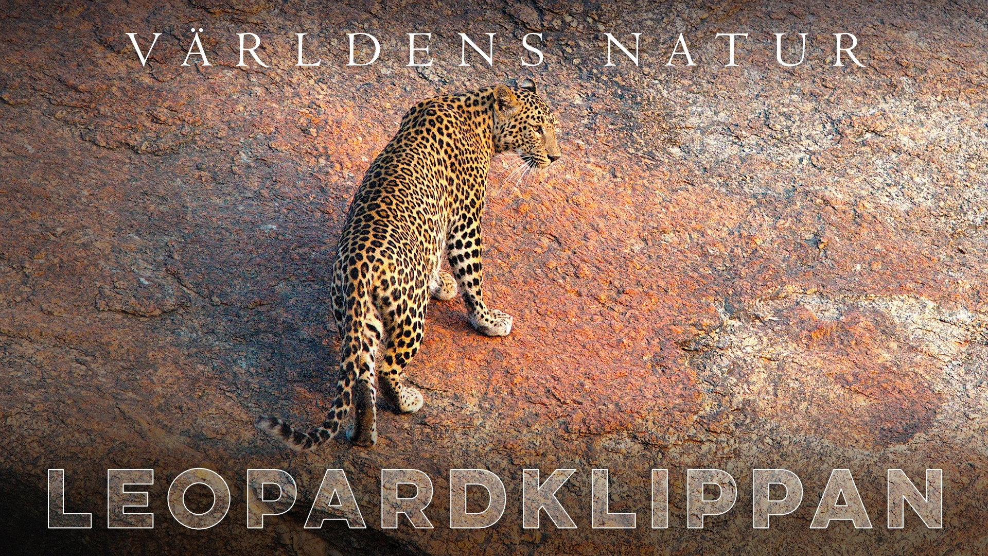 The Leopard Rocks 2018 movie scene