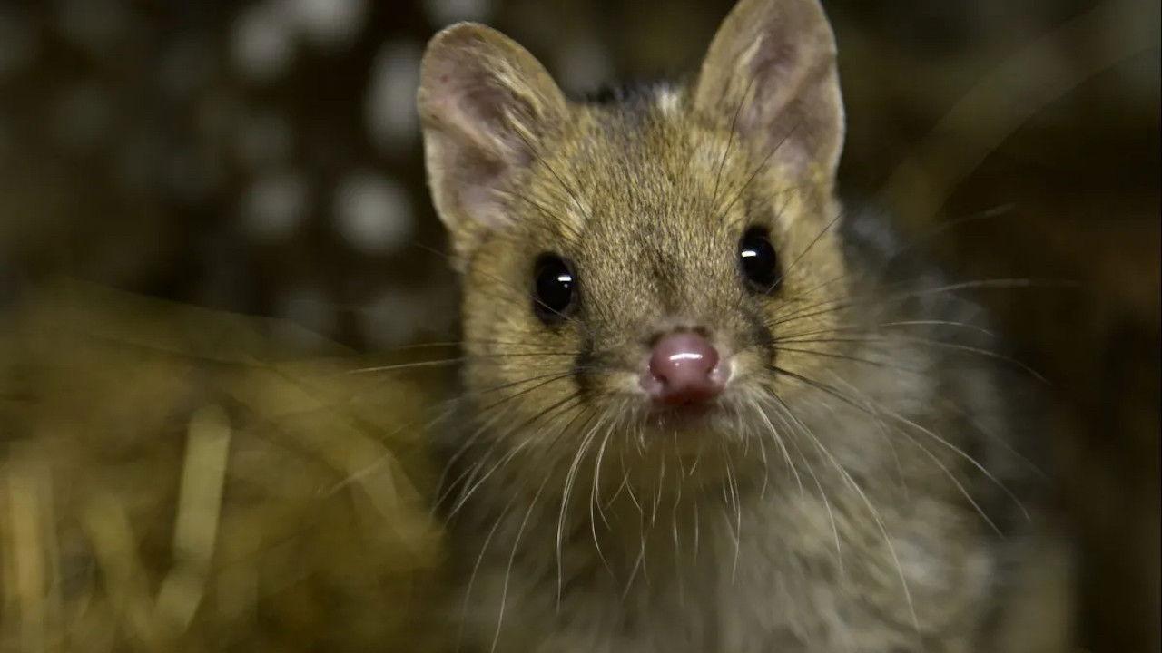 Quoll Farm 2021 movie scene