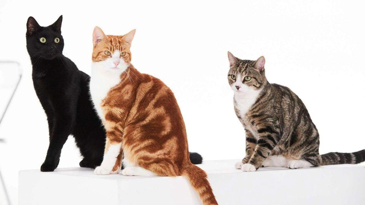 Cat Tales 2020 movie scene