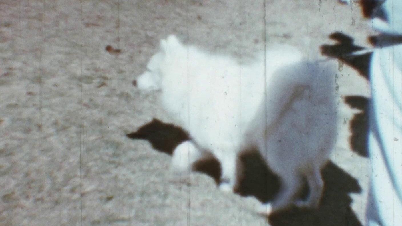 Tiffany Dog Show 1968 movie scene