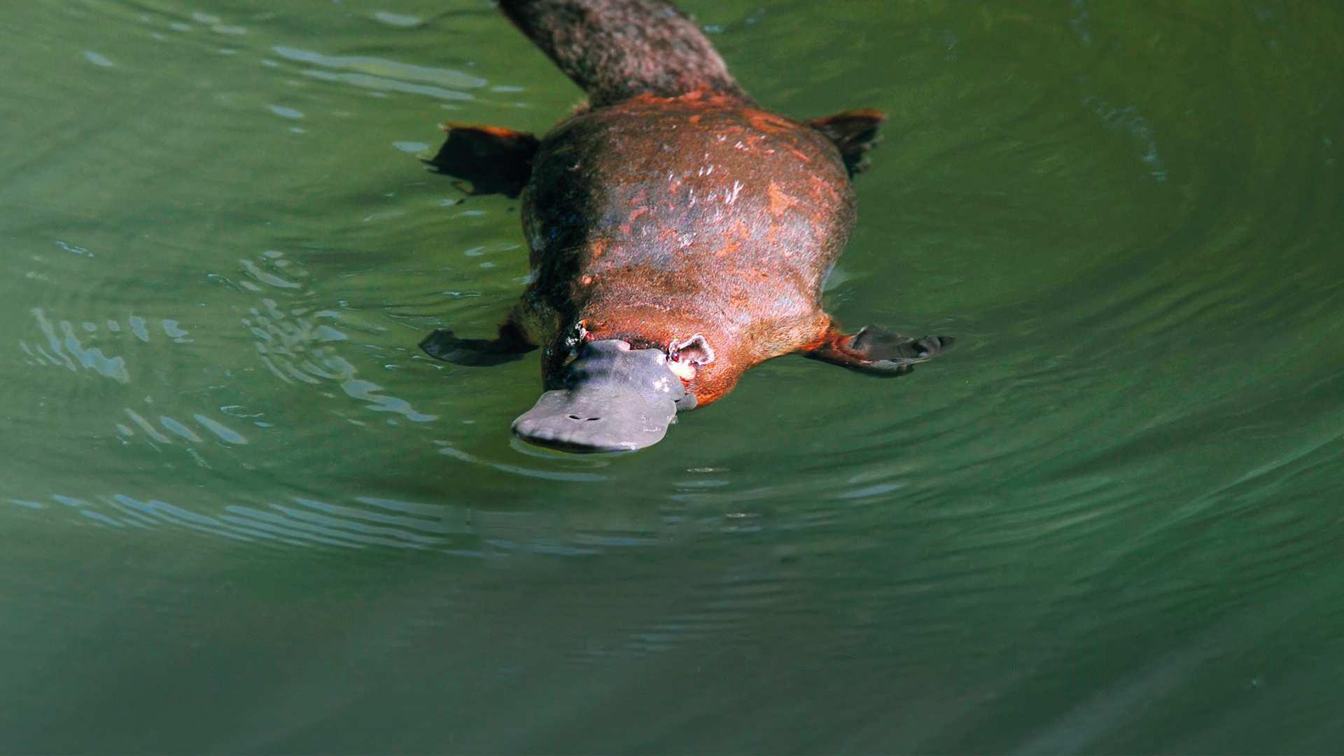 Platypus: World's Strangest Animal 2003 movie scene