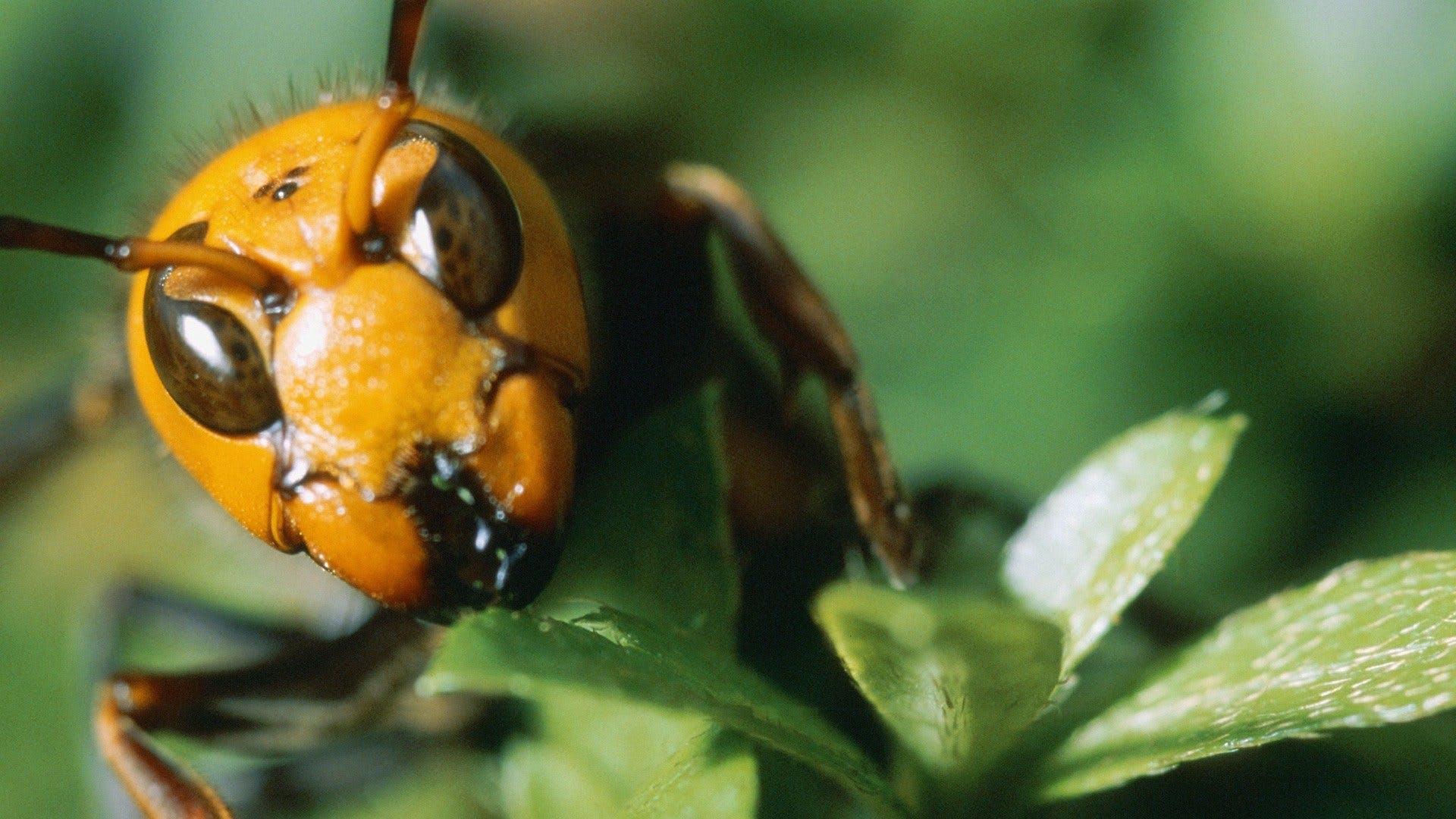 Killer Hornets 2016 movie scene