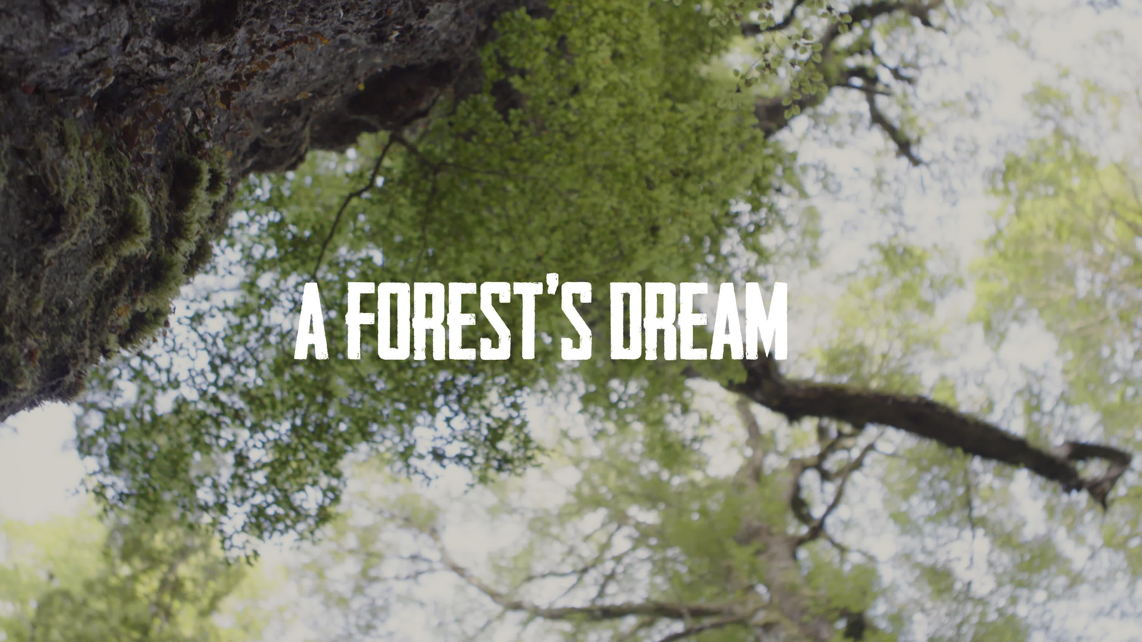 A Forest's Dream 2021 movie scene