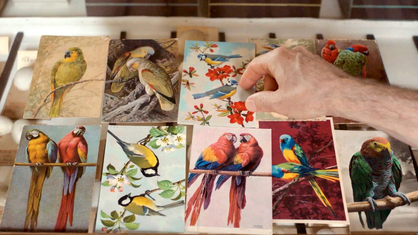 Language of Birds 2022 movie scene