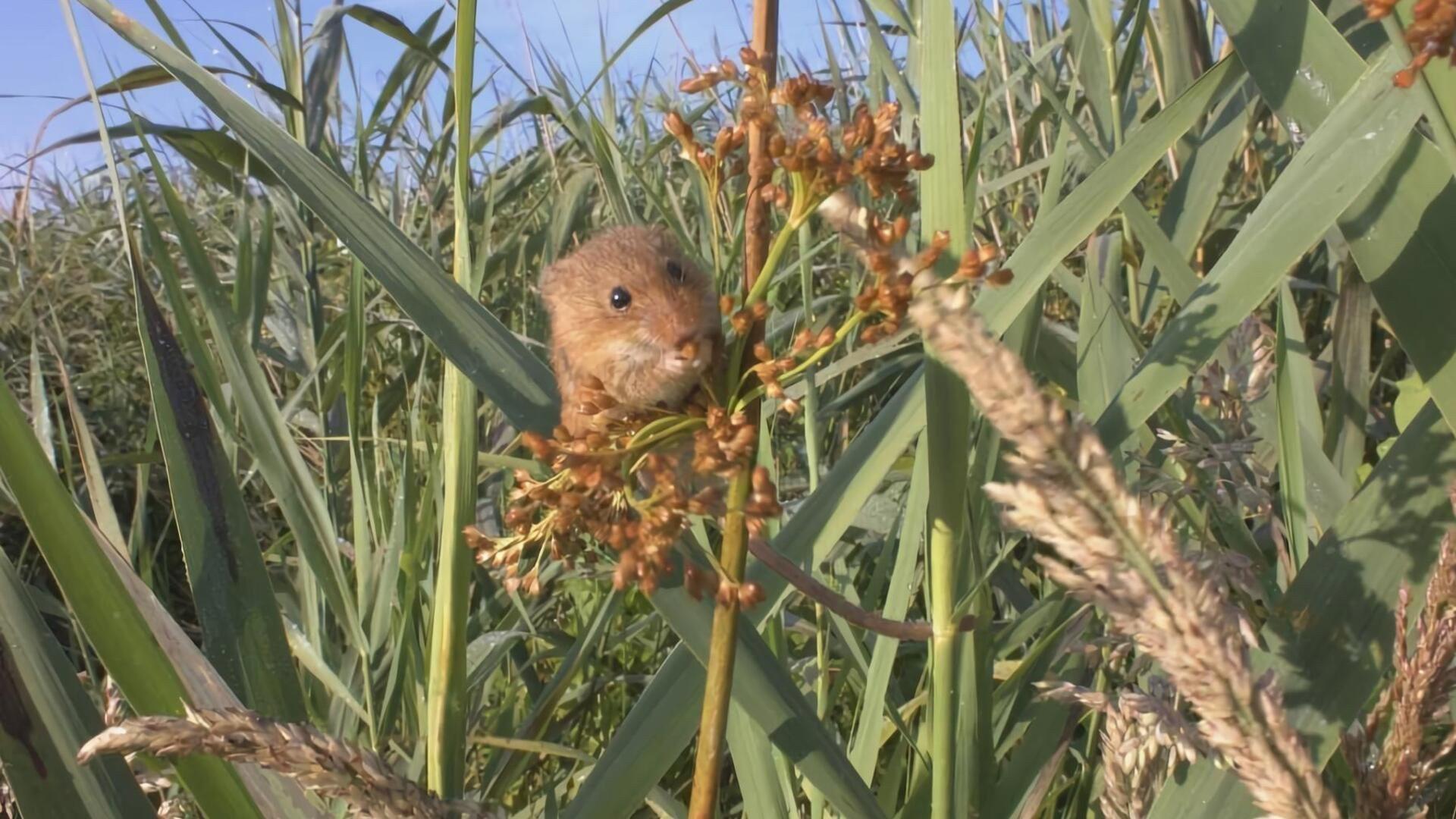 The Harvest Mouse: Grassland Acrobat 2021 movie scene