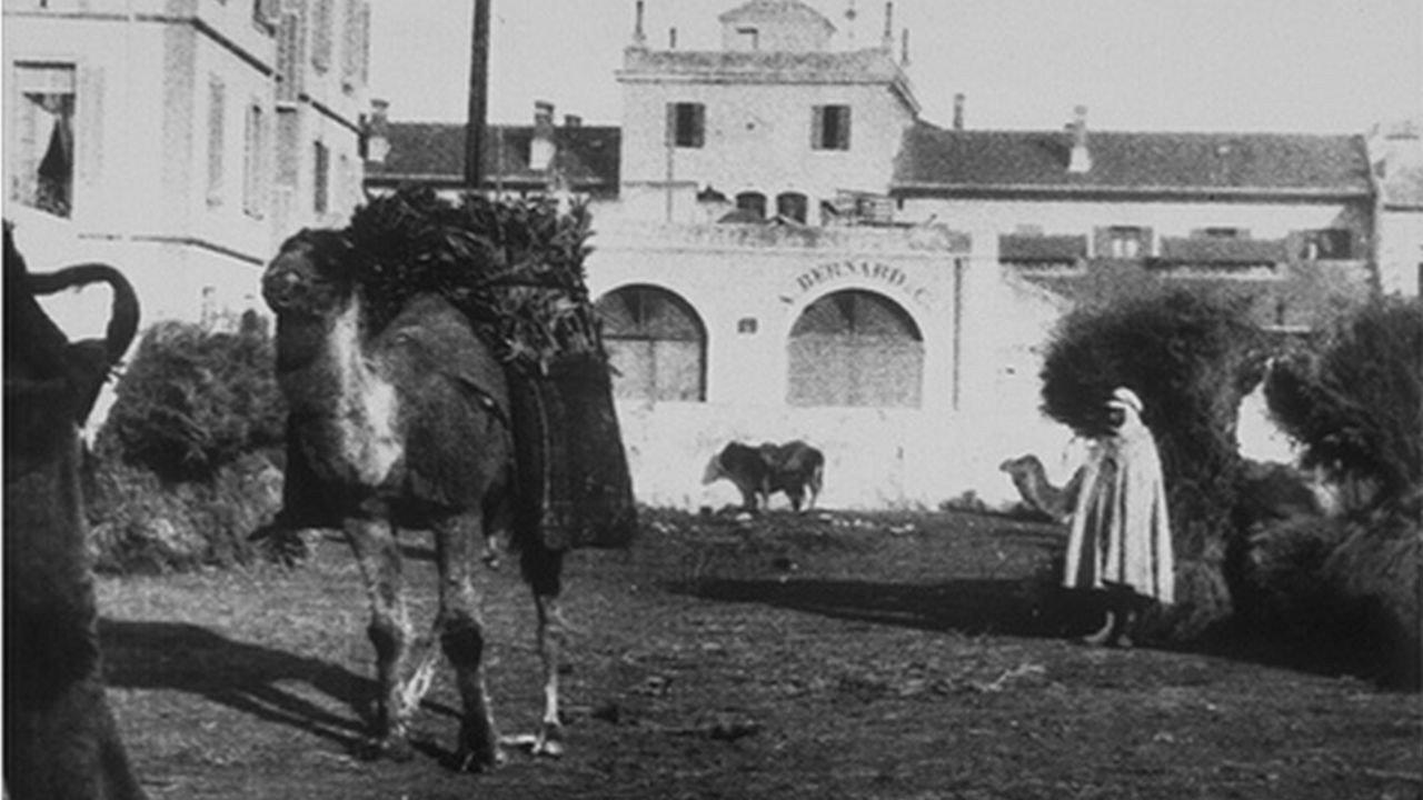 Coal Market (with Camels) 1897 movie scene