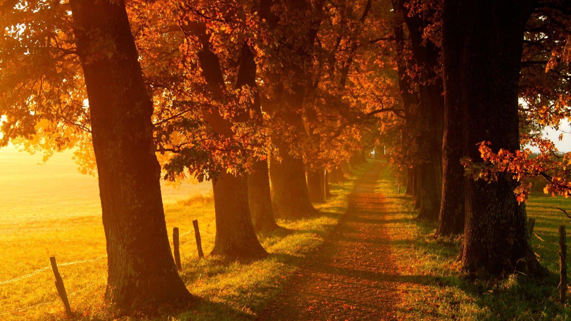 Voir l'automne, une saison en France 2025 movie scene