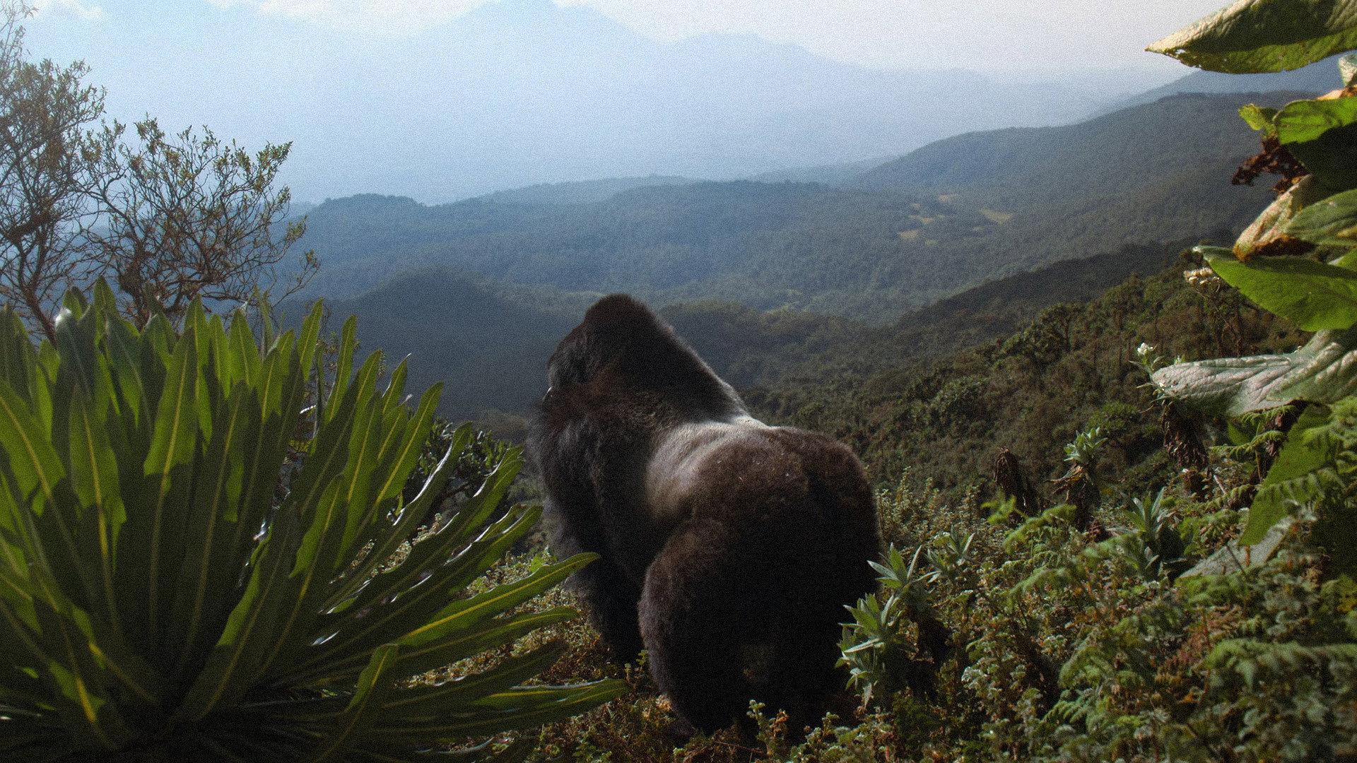 A Gorilla Story: Told by David Attenborough 2026 movie scene