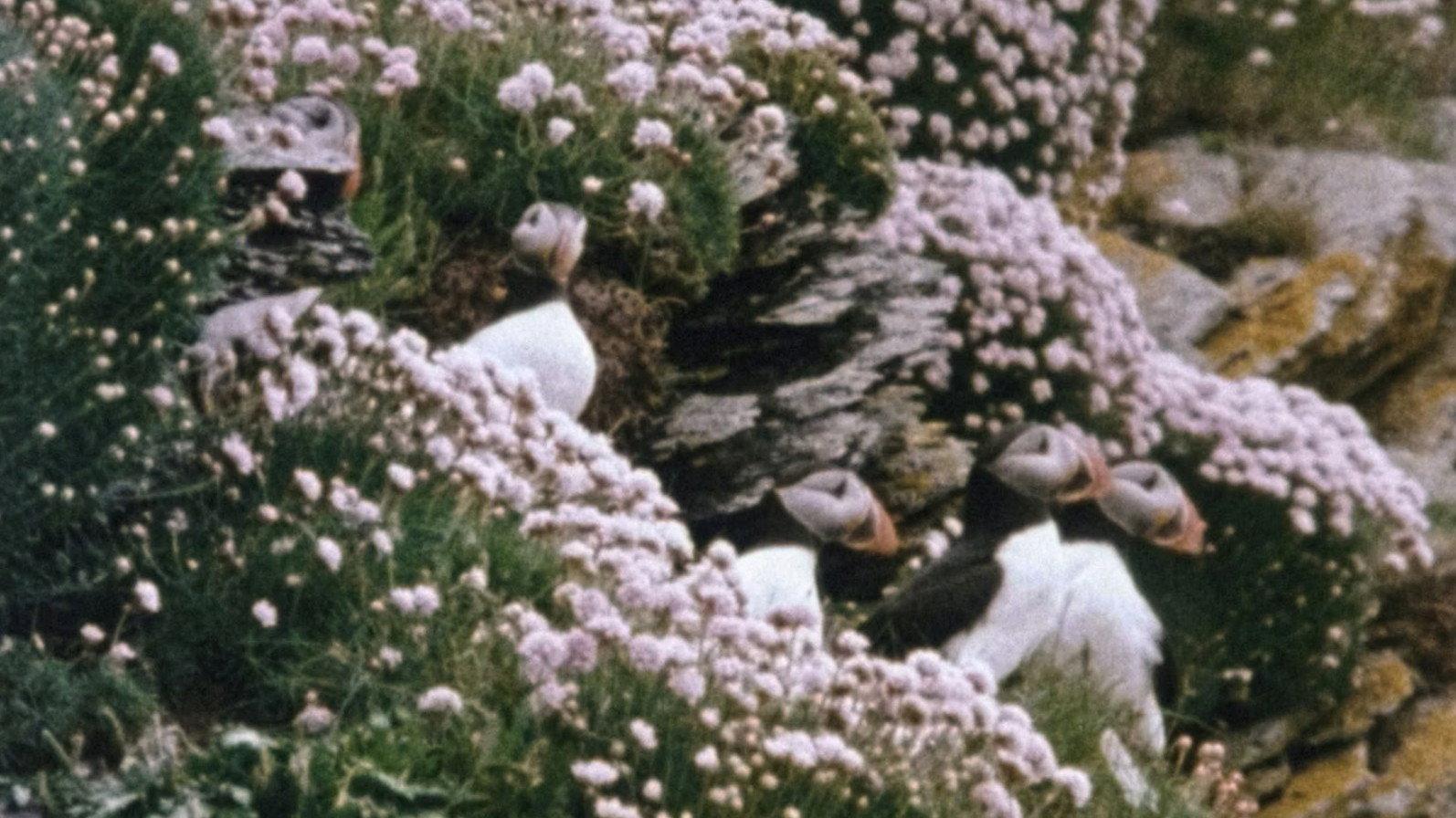 Beara 1979 movie scene