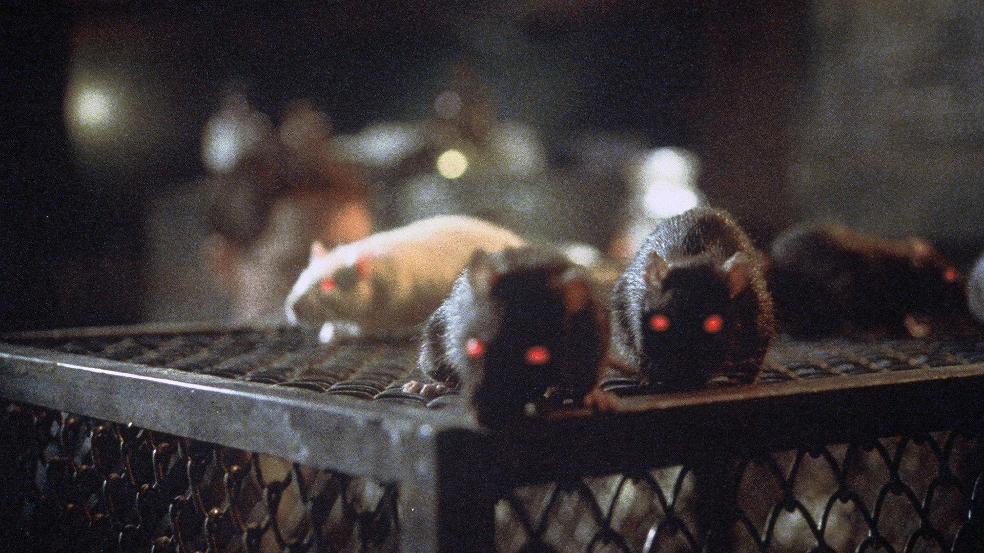 Rats: Night of Terror 1984 movie scene