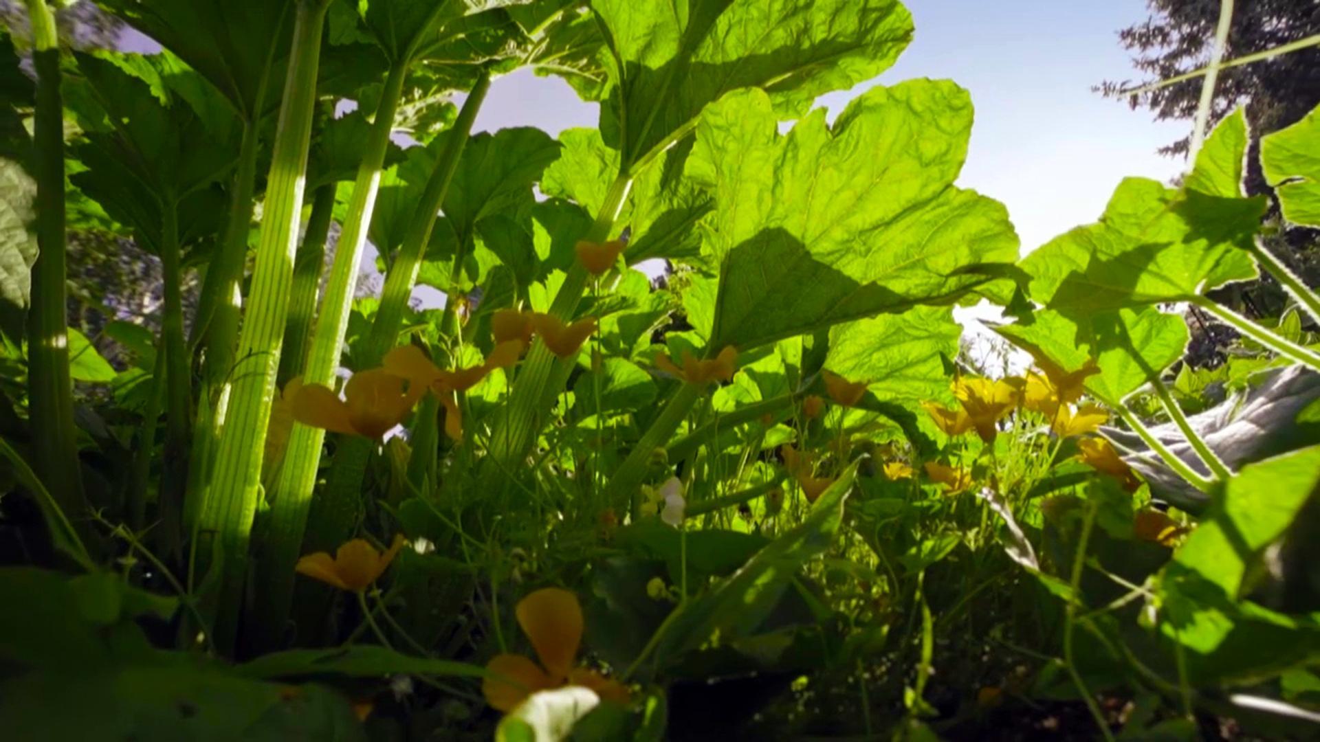 The Marvelous Wild World of the Vegetable Garden 2022 movie scene