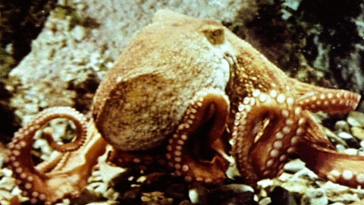 The Love Life of an Octopus 1967 movie scene