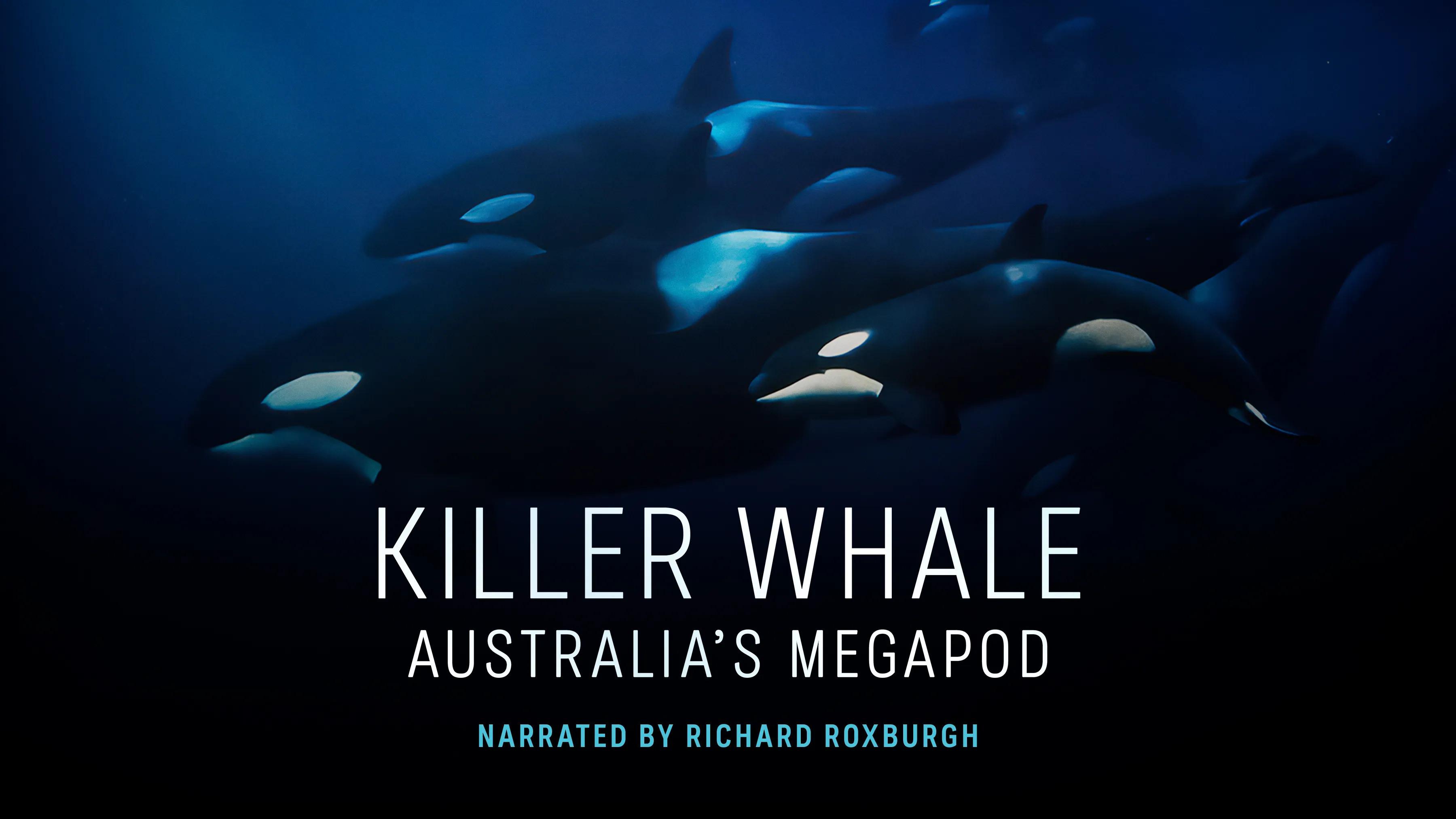Killer Whale: Australia's Megapod 2025 movie scene