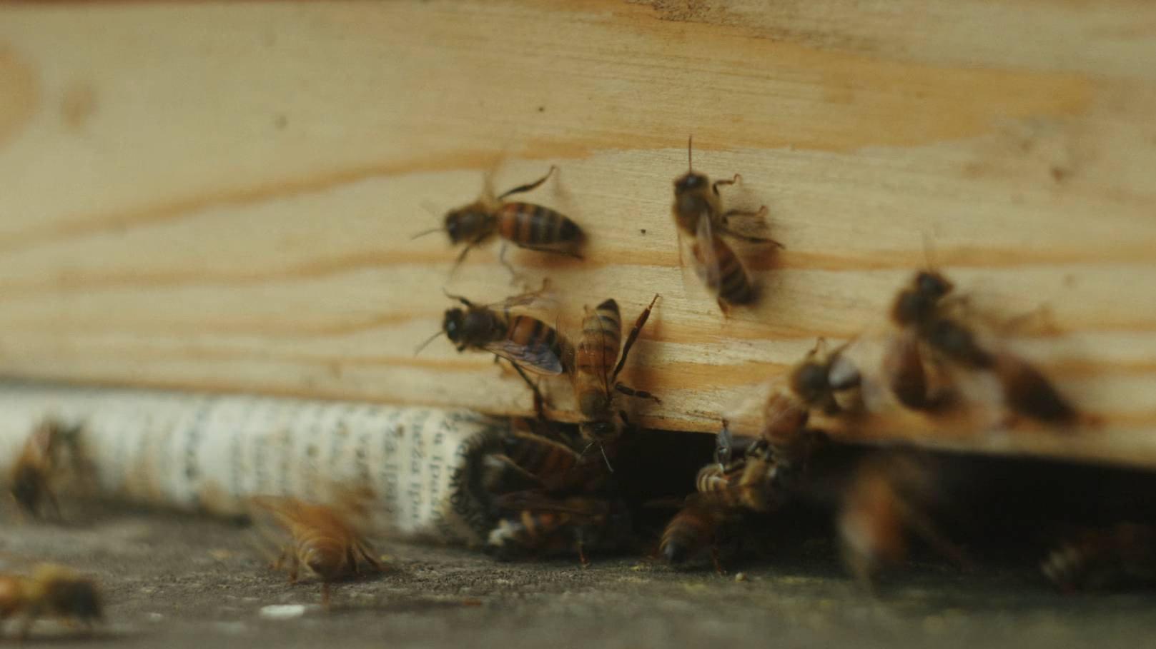 In Search of Honey 2026 movie scene