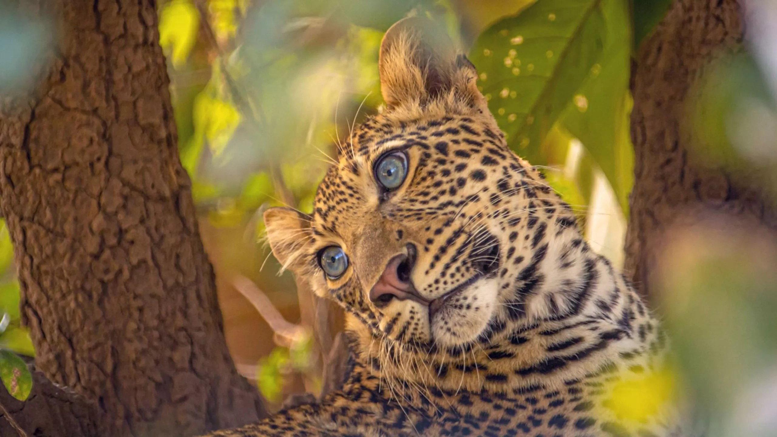 The Leopard Legacy 2020 movie scene