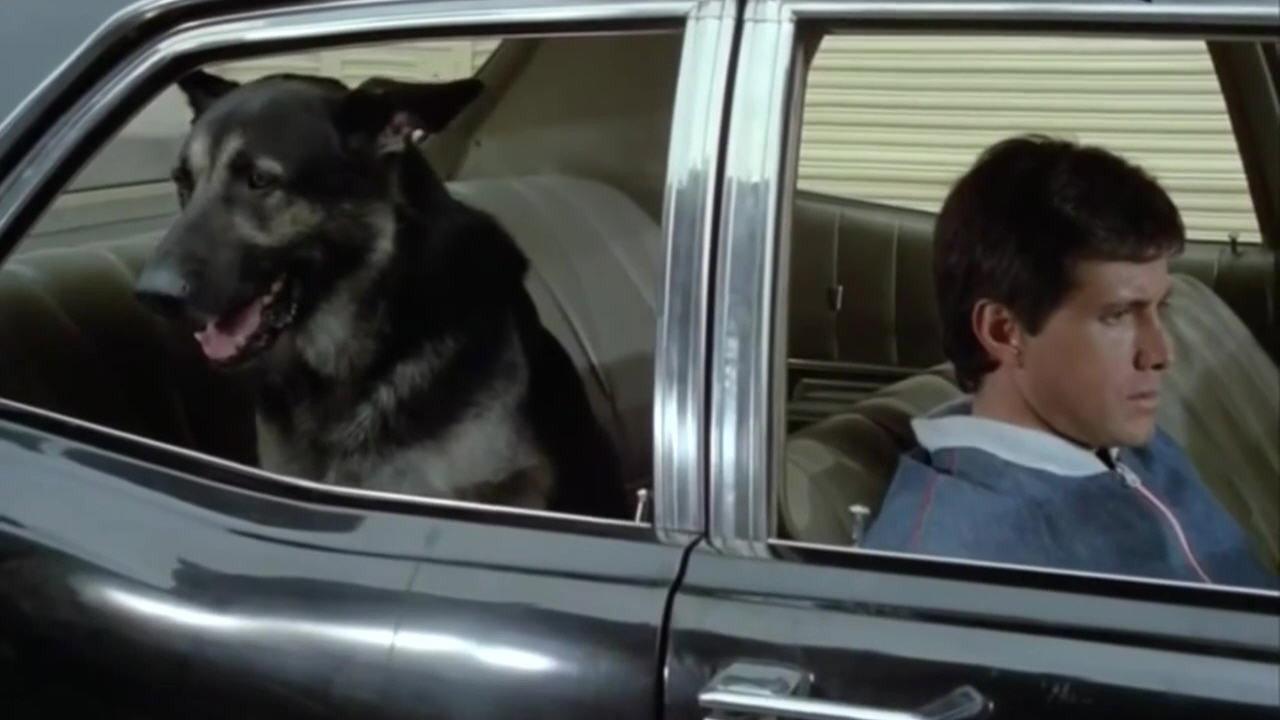 The Birthday of the Dog 1975 movie scene
