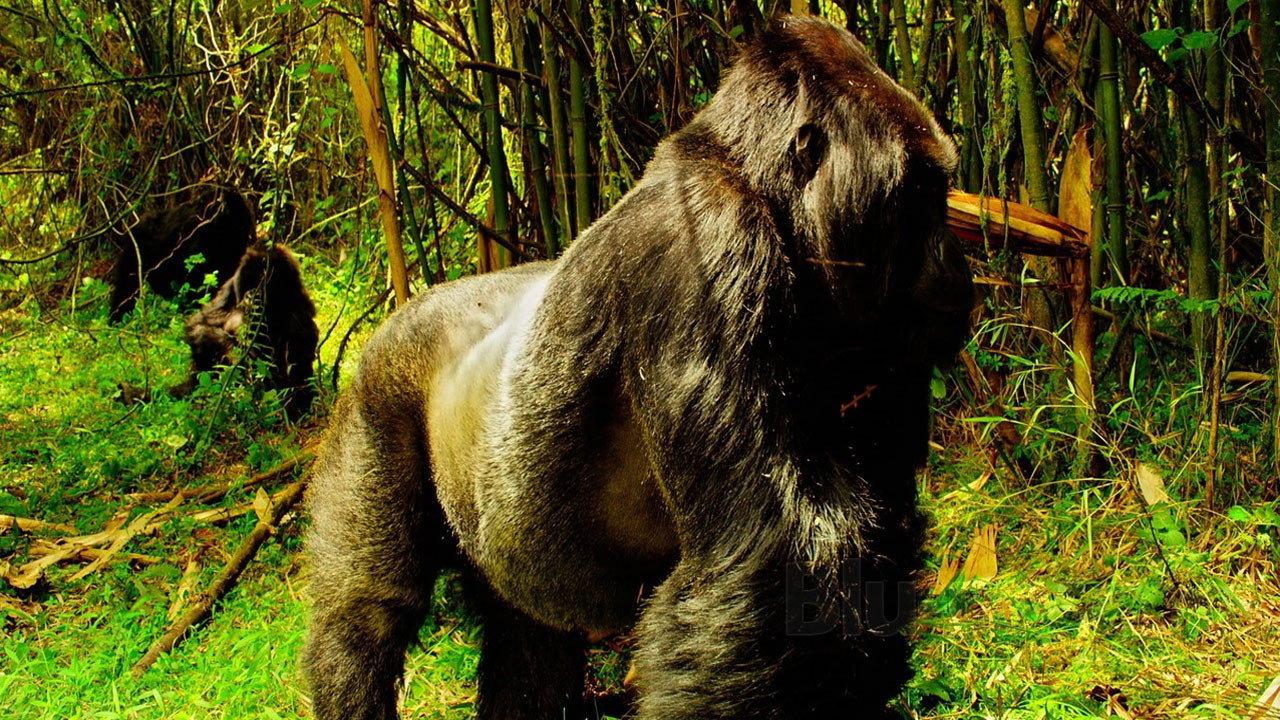 Wild Africa / Tiny Giants 2016 movie scene