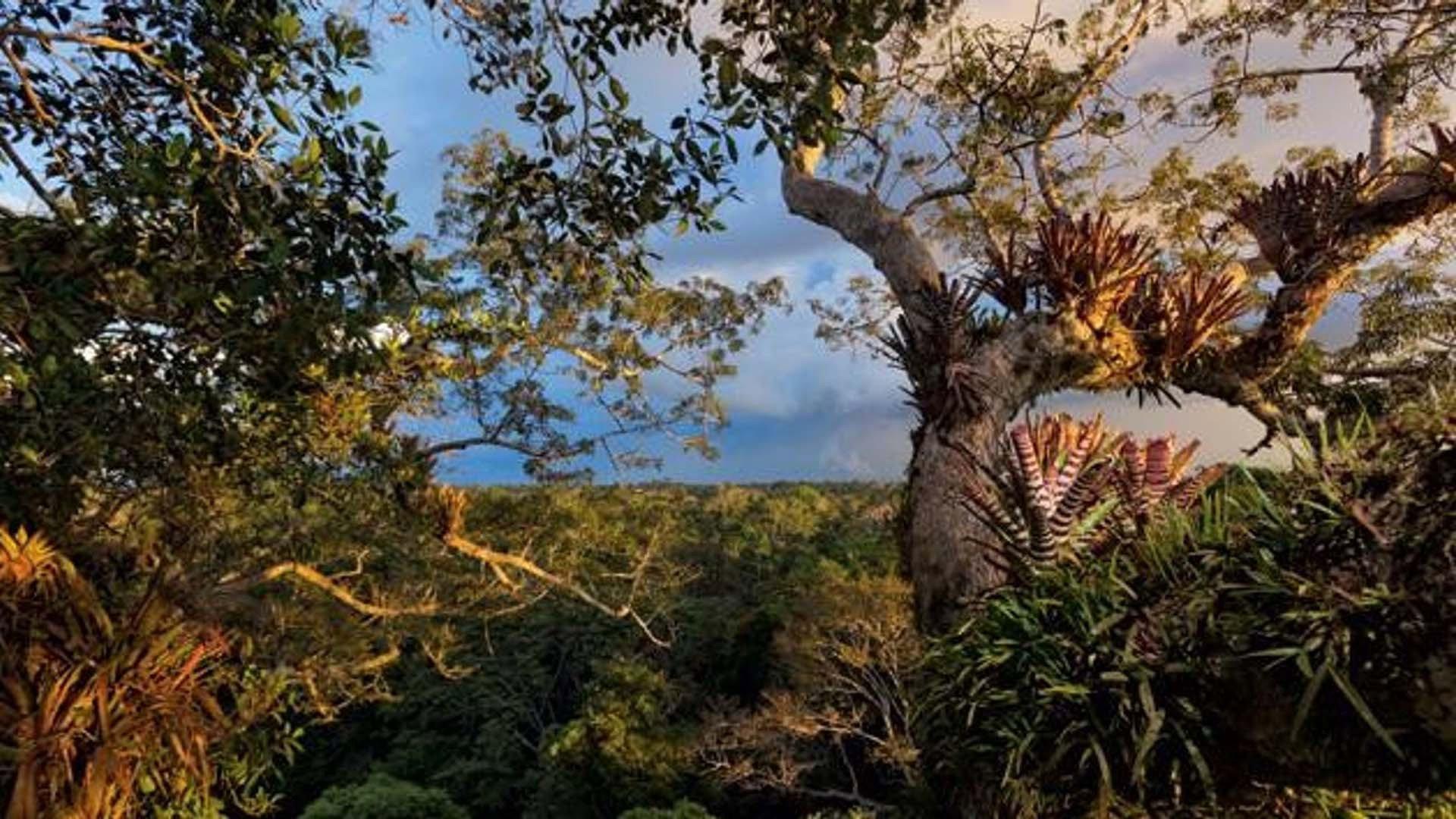 Secret Life of the Rainforest 2012 movie scene