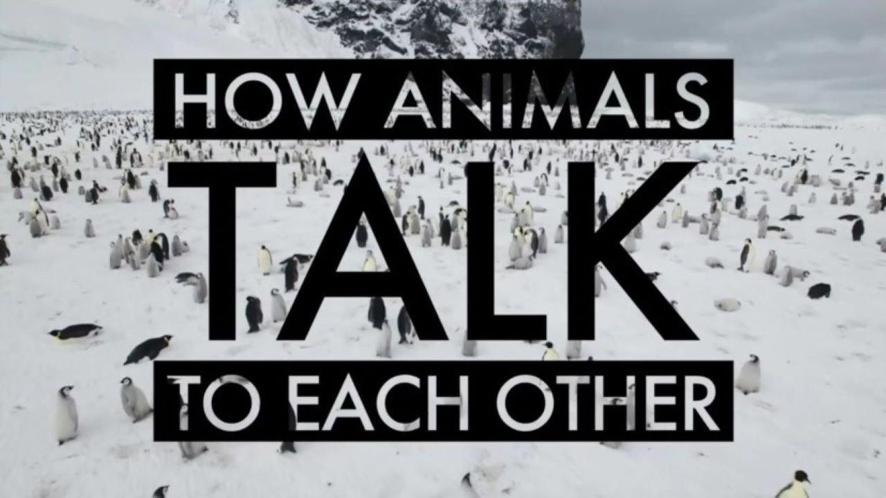 How Animals Talk To Each Other 2024 movie scene