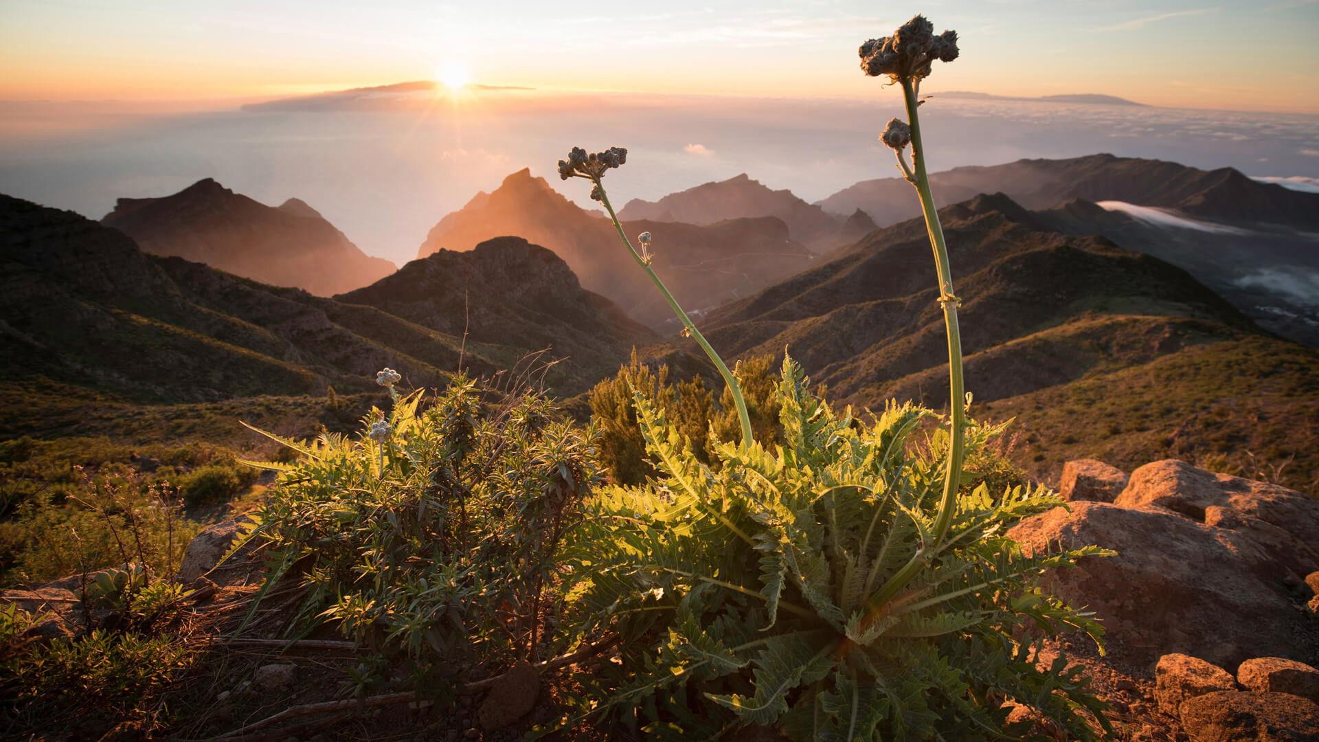 The Canary Islands 2016 movie scene