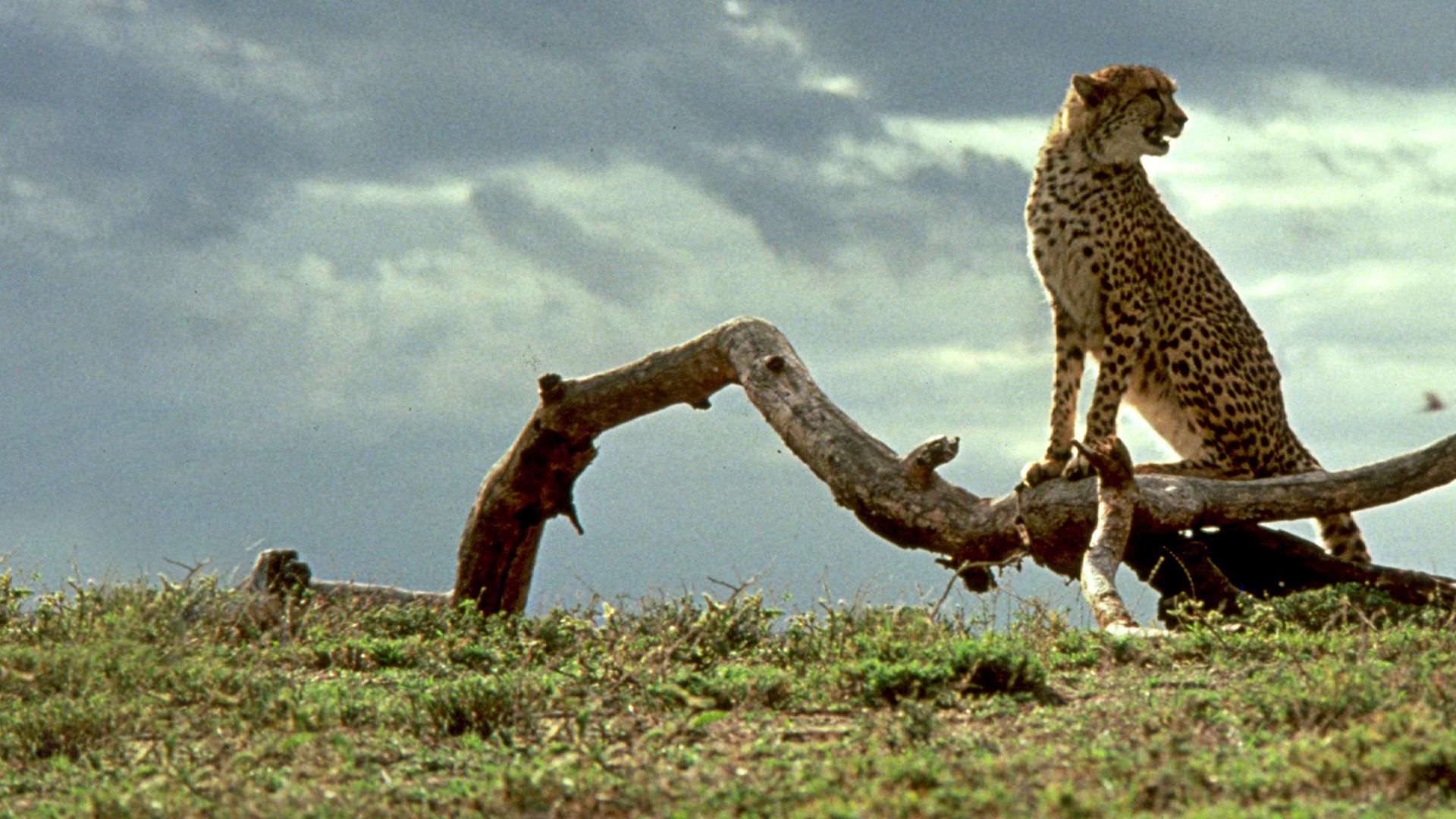 Cheetah 1989 movie scene