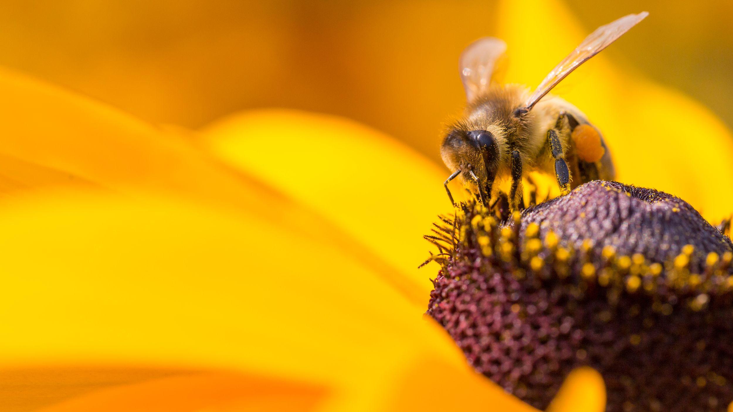 Diary of a Bee 2021 movie scene